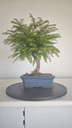 *M 1. Metasequoia 95 euros con envio gratis peninsula-