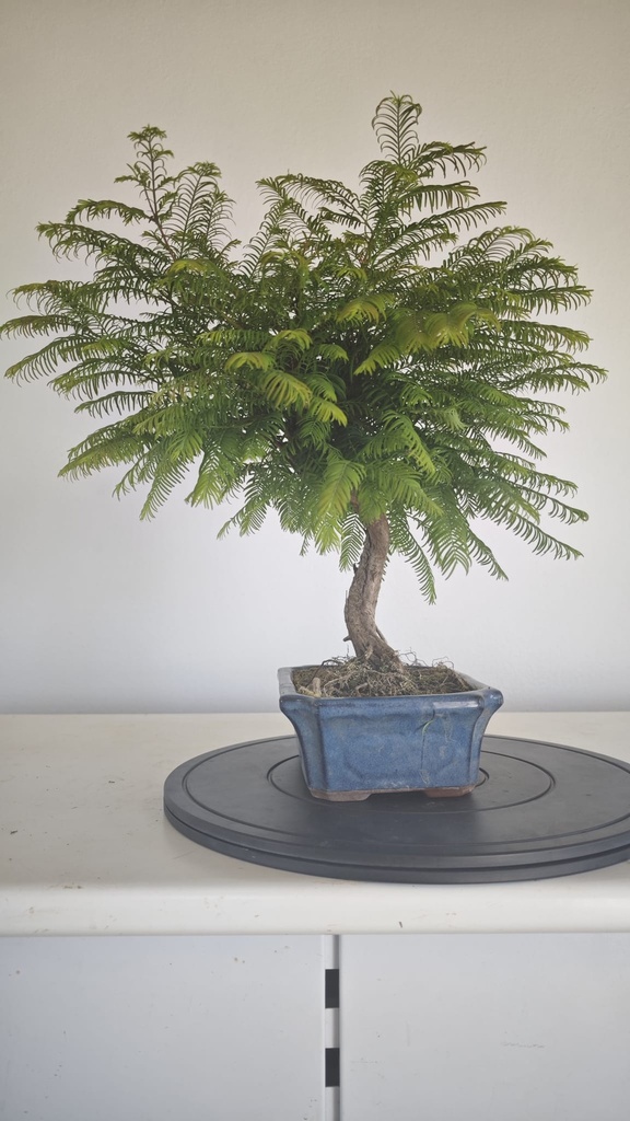 *M 1. Metasequoia 95 euros con envio gratis peninsula-