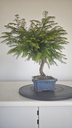 *M 1. Metasequoia 95 euros con envio gratis peninsula-