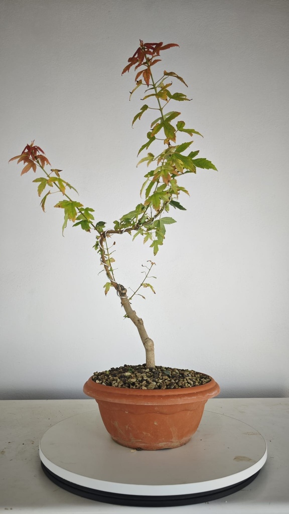 B 12. Acer buergerianum 150 euros con envio gratis peninsula.