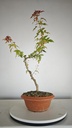 B 12. Acer buergerianum 150 euros con envio gratis peninsula.