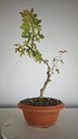 B 12. Acer buergerianum 150 euros con envio gratis peninsula.