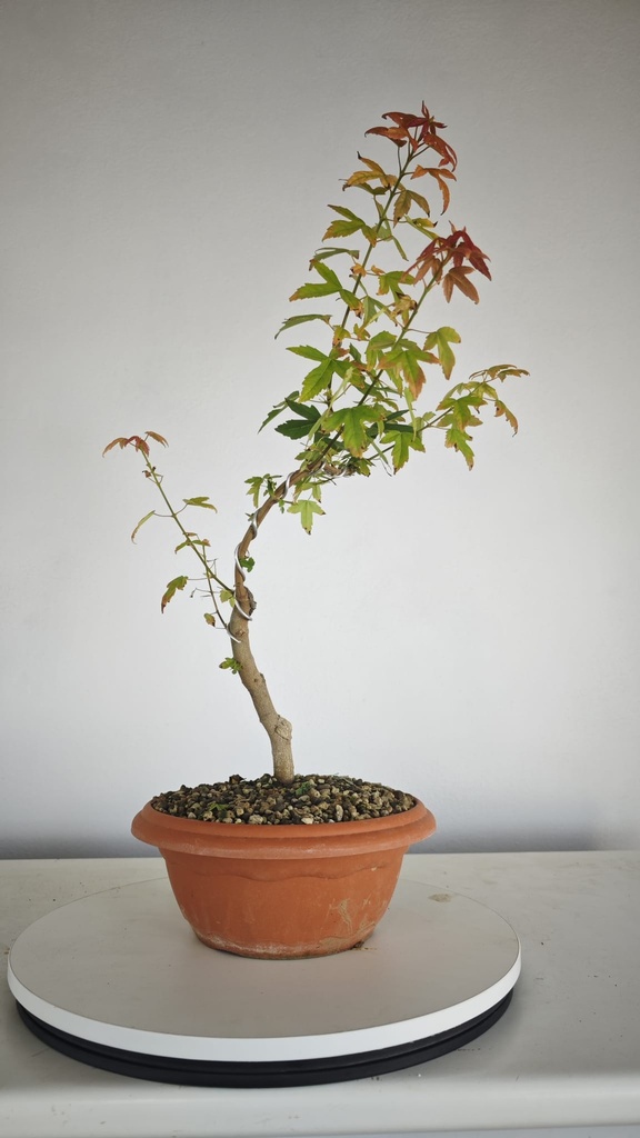 B 12. Acer buergerianum 150 euros con envio gratis peninsula.