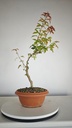 B 12. Acer buergerianum 150 euros con envio gratis peninsula.