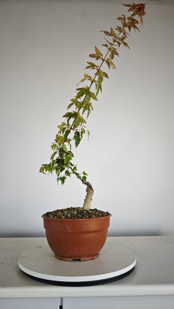 B 4. Acer buergerianum 150 euros con envio incluido peninsula y Portugal. Passport 25/00001