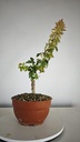 B 4. Acer buergerianum 150 euros con envio incluido peninsula y Portugal. Passport 25/00001