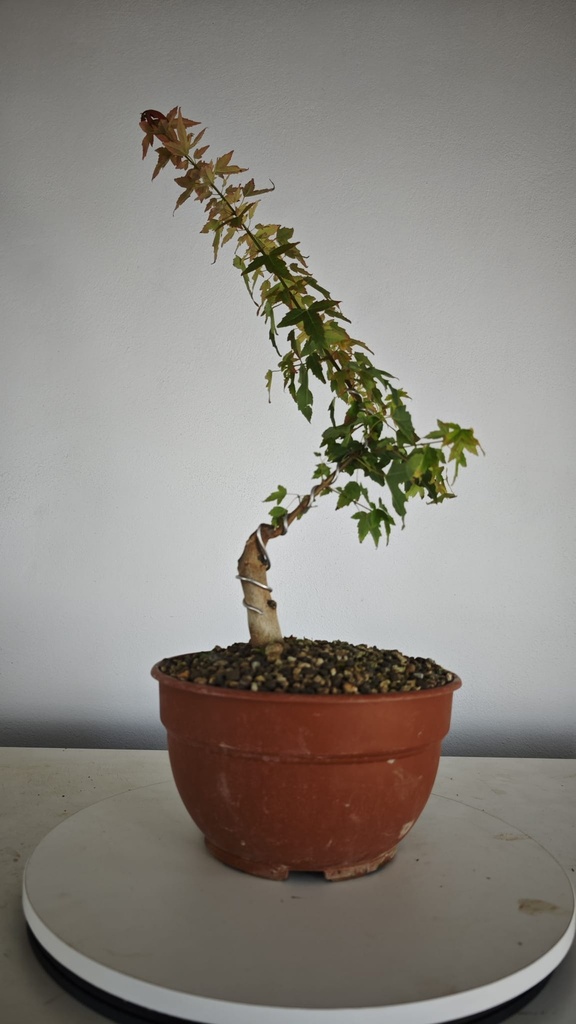 B 4. Acer buergerianum 150 euros con envio incluido peninsula y Portugal. Passport 25/00001
