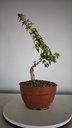 B 4. Acer buergerianum 150 euros con envio incluido peninsula y Portugal. Passport 25/00001