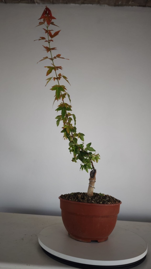 B 4. Acer buergerianum 150 euros con envio incluido peninsula y Portugal. Passport 25/00001