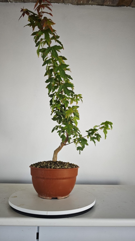 B 9. Acer buergerianum, 150 euros con envio gratis peninsula.
