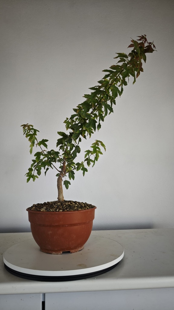 B 9. Acer buergerianum, 150 euros con envio gratis peninsula.