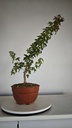 B 9. Acer buergerianum, 150 euros con envio gratis peninsula.
