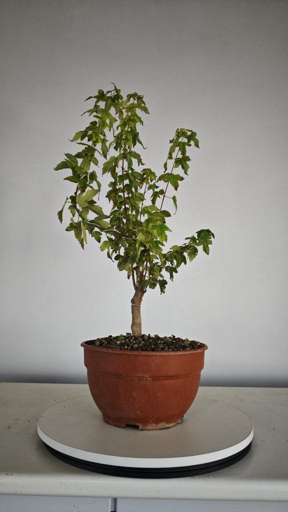 B 16. Acer buergerianum 150 euros con envio gratis peninsula.