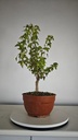 B 16. Acer buergerianum 150 euros con envio gratis peninsula.