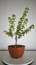 B 16. Acer buergerianum 150 euros con envio gratis peninsula.