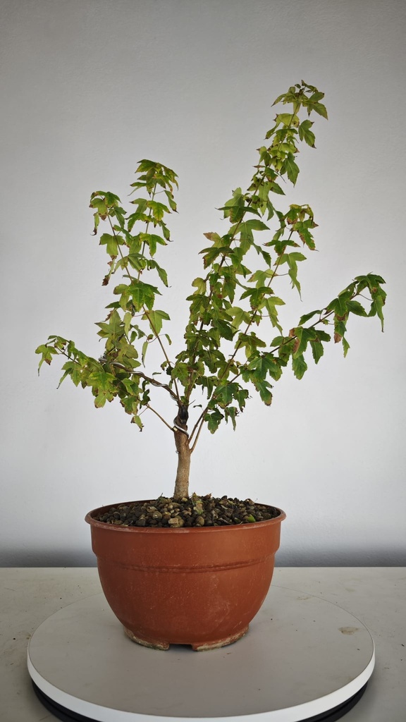 B 16. Acer buergerianum 150 euros con envio gratis peninsula.