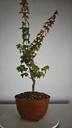 B 10. Acer buergerianum 150 euros con envio gratis peninsula.