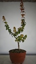 B 10. Acer buergerianum 150 euros con envio gratis peninsula.