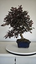 *L 21. Loropetalum 75 euros con evio gratis peninsula.