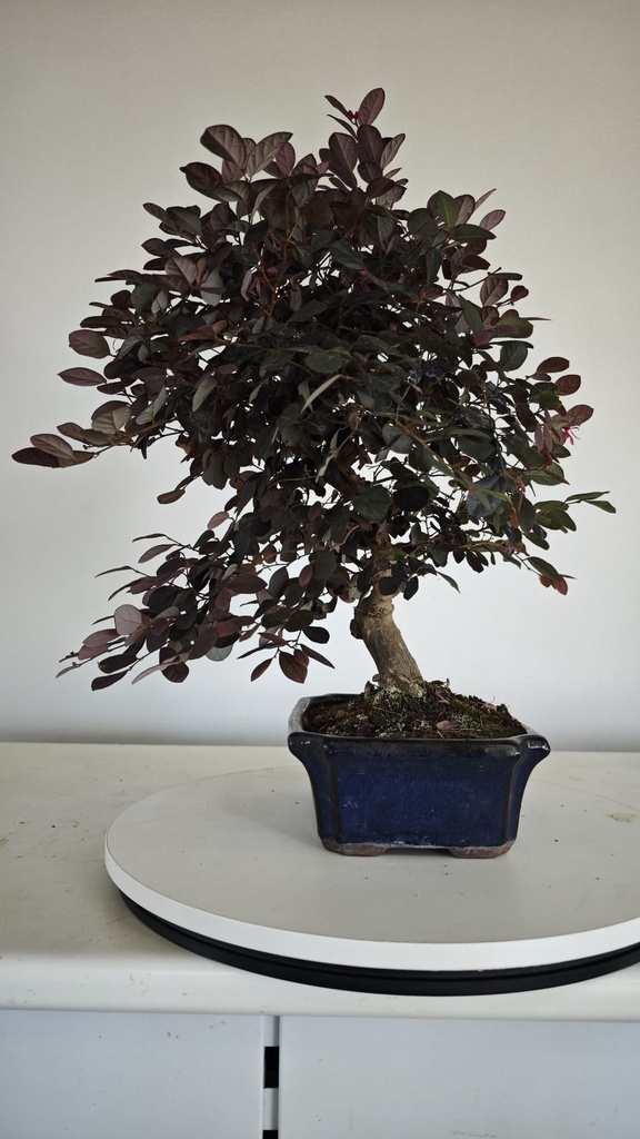 *L 21. Loropetalum 75 euros con evio gratis peninsula.
