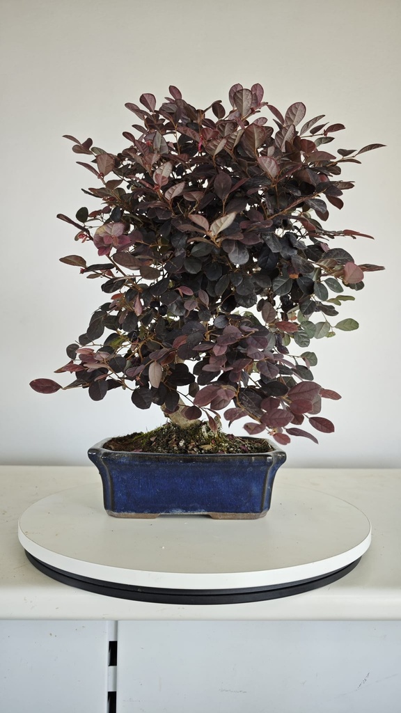 *L 21. Loropetalum 75 euros con evio gratis peninsula.