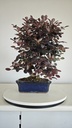 *L 21. Loropetalum 75 euros con evio gratis peninsula.