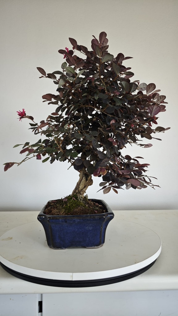 *L 21. Loropetalum 75 euros con evio gratis peninsula.