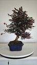 *L 21. Loropetalum 75 euros con evio gratis peninsula.