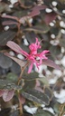 *L 21. Loropetalum 75 euros con evio gratis peninsula.