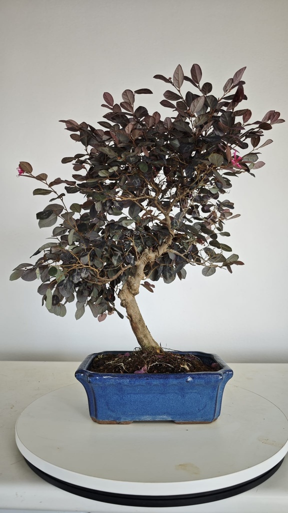 *L 23. Loropetalum 75 euros con evio gratis peninsula.