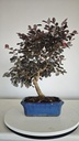 *L 23. Loropetalum 75 euros con evio gratis peninsula.