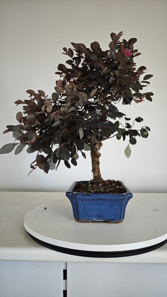 *L 23. Loropetalum 75 euros con evio gratis peninsula.