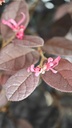 *L 23. Loropetalum 75 euros con evio gratis peninsula.