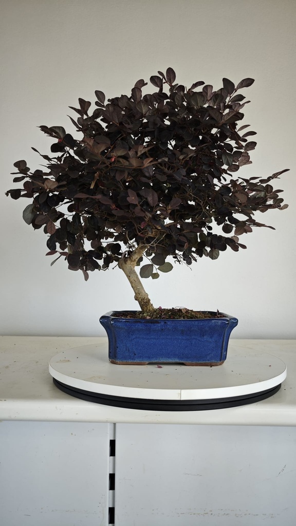 *L 22. Loropetalum 75 euros con evio gratis peninsula.