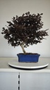 *L 22. Loropetalum 75 euros con evio gratis peninsula.