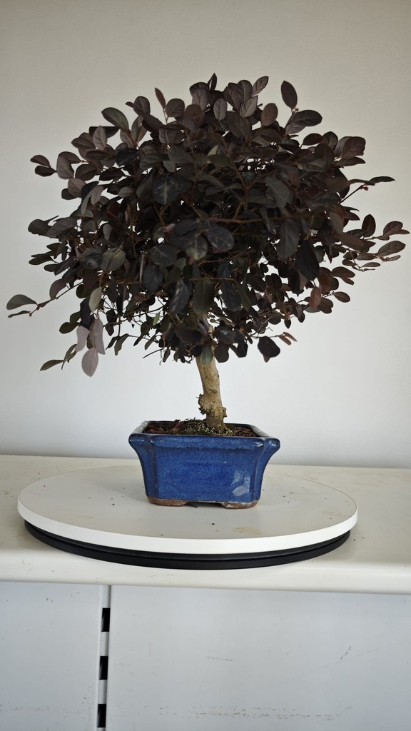 *L 22. Loropetalum 75 euros con evio gratis peninsula.