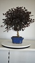 *L 22. Loropetalum 75 euros con evio gratis peninsula.