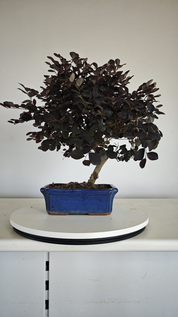*L 22. Loropetalum 75 euros con evio gratis peninsula.