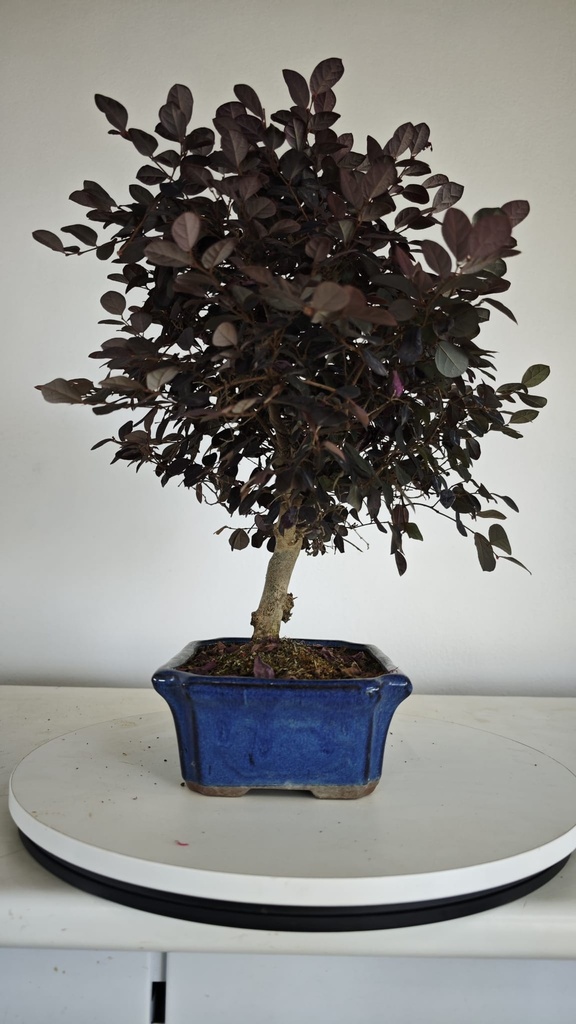 *L 22. Loropetalum 75 euros con evio gratis peninsula.