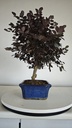 *L 22. Loropetalum 75 euros con evio gratis peninsula.