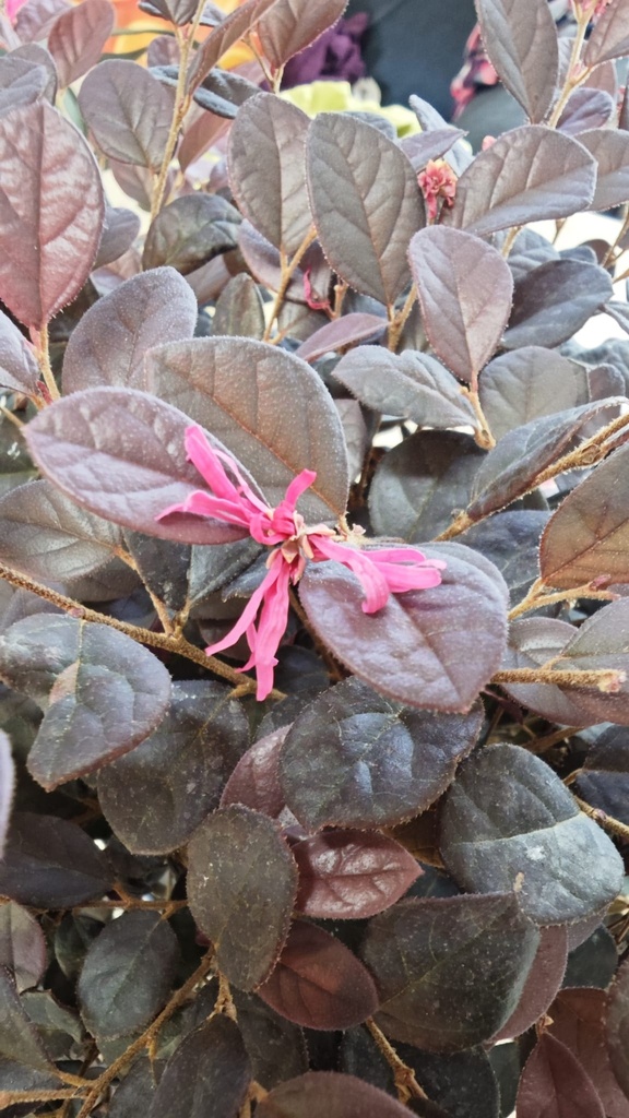 *L 22. Loropetalum 75 euros con evio gratis peninsula.