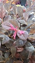 *L 22. Loropetalum 75 euros con evio gratis peninsula.