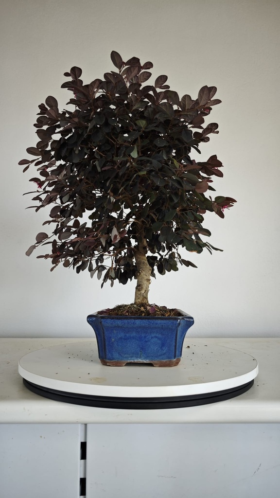 *L 24. Loropetalum 75 euros con evio gratis peninsula.