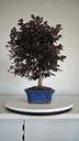 *L 24. Loropetalum 75 euros con evio gratis peninsula.