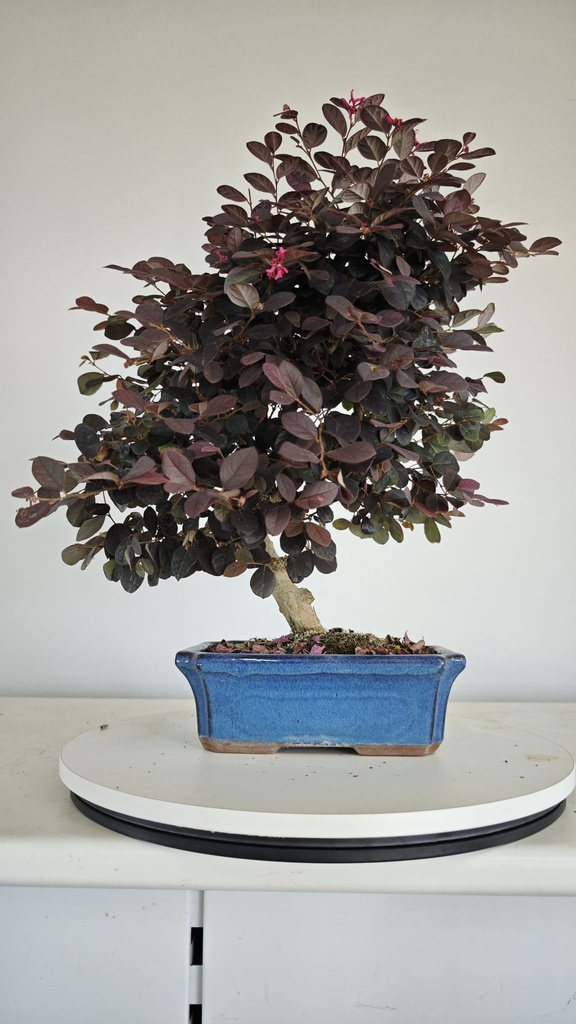 *L 24. Loropetalum 75 euros con evio gratis peninsula.