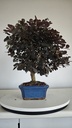 *L 24. Loropetalum 75 euros con evio gratis peninsula.