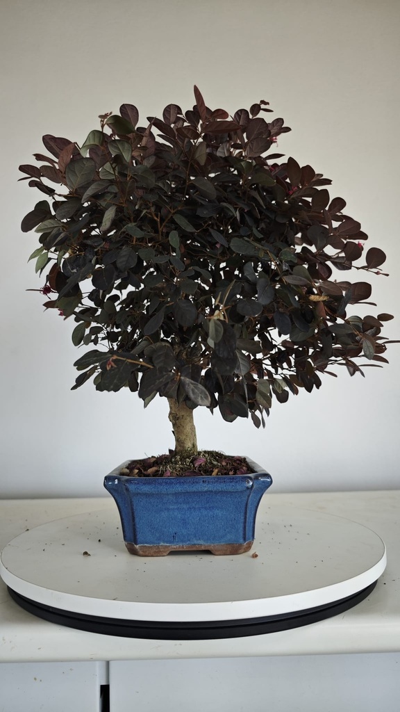 *L 24. Loropetalum 75 euros con evio gratis peninsula.