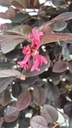 *L 24. Loropetalum 75 euros con evio gratis peninsula.