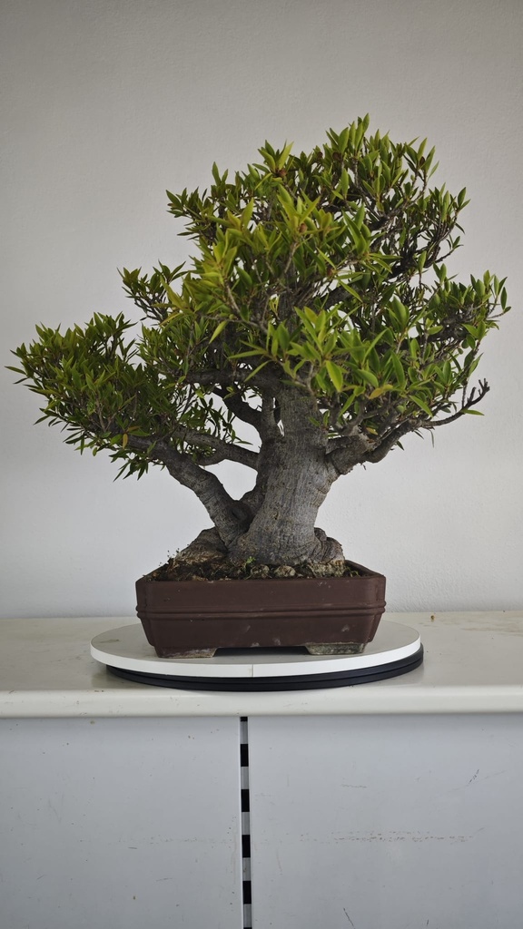 NE 1. Ficus nerifolia 800 con envio gratis peninsula.
