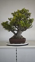 NE 1. Ficus nerifolia 800 con envio gratis peninsula.